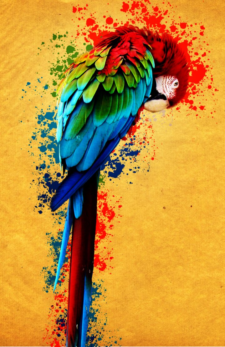 Rengarenk Bir Papağan